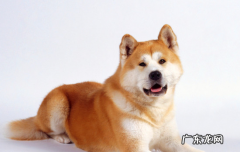养秋田犬的禁忌 秋田多大开始认主人