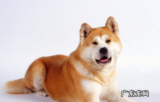 养秋田犬的禁忌 秋田多大开始认主人