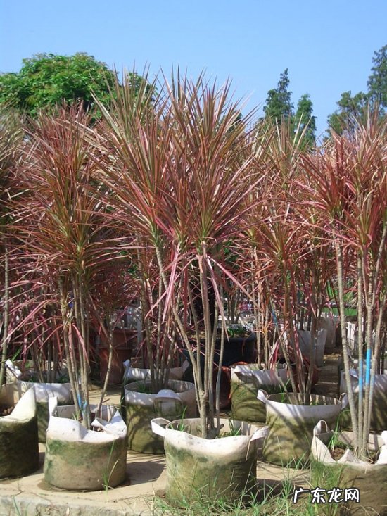 龙血树的栽培及管理方法 怎样栽培管理七彩细叶龙血树