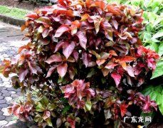 怎样使红桑色彩斑斓