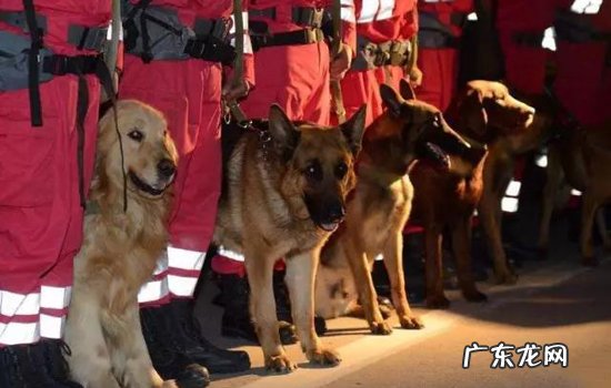 地震来临前的9种预兆 地震前狗狗有什么预兆
