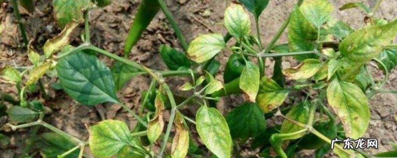 辣椒叶子发黄是什么原因,怎么防治? 辣椒叶子发黄用什么药