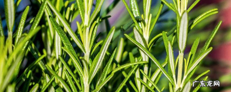 迷迭香干枯的原因 迷迭香叶片卷曲原因