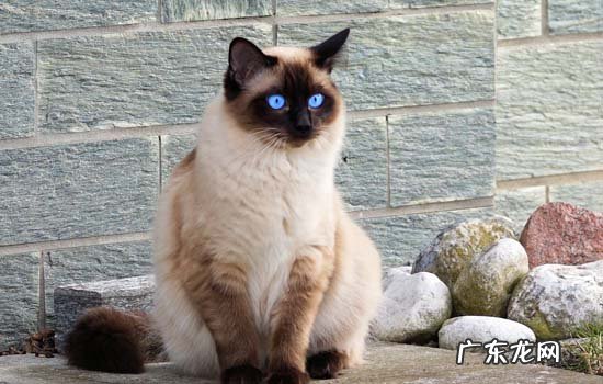 猫咪耳朵脏就是耳螨么 流浪猫耳朵出现一个口代表什么