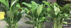 绿巨人冬天软了怎么办 夏天绿巨人植物突然软了