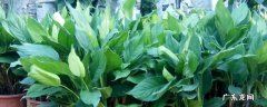 植物绿巨人叶子蔫了怎么办 绿巨人植物叶子焦黄怎么治