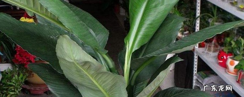 植物绿巨人叶子蔫了怎么办 绿巨人植物叶子焦黄什么原因