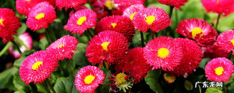 翠菊需要打顶吗? 翠菊需要打顶吗