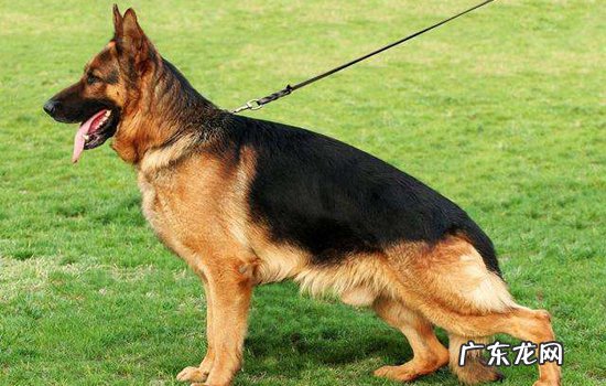 玄猫认主表现 黑背认主的表现