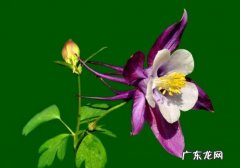 耧斗菜种植时间 耧斗菜种植