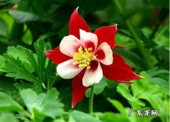 耧斗菜和大花耧斗菜区别 耧斗菜有哪些同属花卉