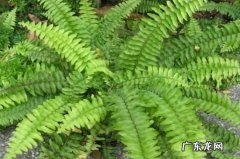 肾蕨生长环境 肾蕨病虫害及防治方法