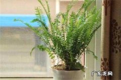 肾蕨为什么叫肾蕨 肾蕨有什么作用