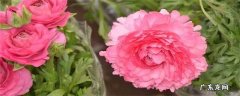 毛花是什么意思 花毛茛的花语和寓意