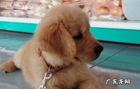 金毛训练的最佳年龄 金毛两个月多大