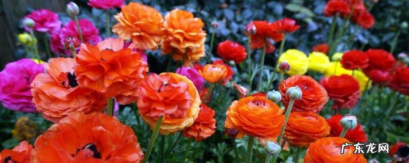 花毛茛是多年生吗 花毛茛可以活几年