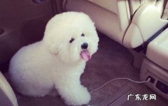 新手养狗五大忌 养狗要注意什么