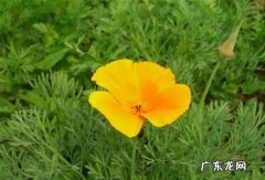 花菱草种植时间 花菱草种植