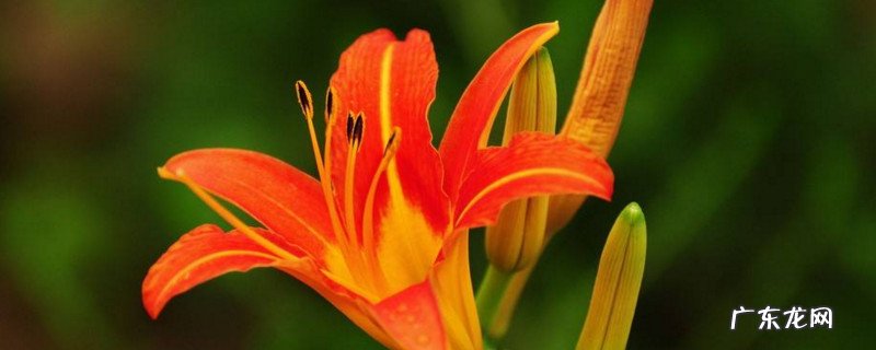 萱草花又叫什么 萱草花图片就是黄花吗
