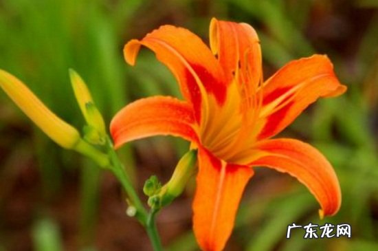 萱草的养殖方法和注意事项 萱草的培养方式及环境的影响