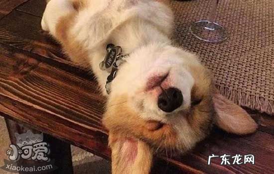 狗狗换牙顺序图解 狗狗掉牙齿是怎么回事