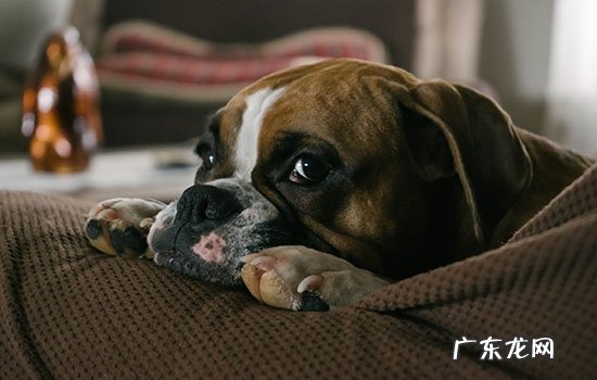知道自己犯错了了怎么说 狗狗犯错会意识到自己错了么
