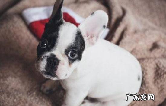 狗不会背叛主人 狗背叛主人的表现