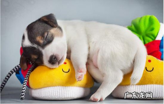 狗狗不舒服表现的睡姿 狗狗睡觉的姿势看性格