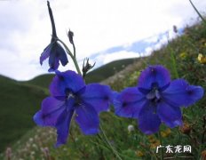飞燕草怎么种 怎样科学养护飞燕草