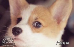 狗狗畏惧不信任主人怎么办 幼犬胆小怕主人怎么办