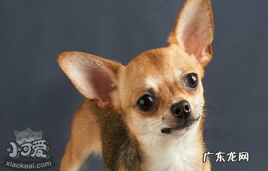 泰迪喜欢翻垃圾桶 怎么矫正狗狗翻垃圾桶