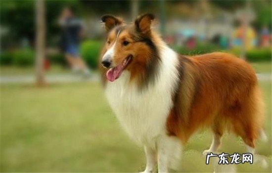 喜乐蒂牧羊犬多少钱一只 喜乐蒂和苏牧的区别