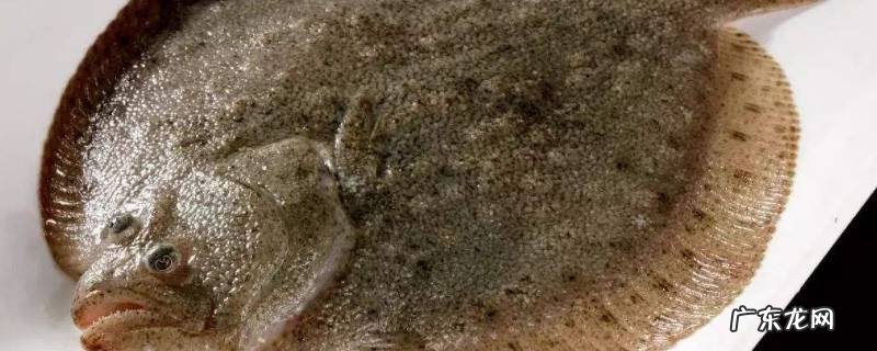 多宝鱼有鱼鳞吗,多宝鱼有鱼鳞吗鱼皮可以吃吗