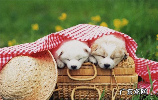 狗身上好多起凸起的疙瘩 狗狗身上长包怎么回事