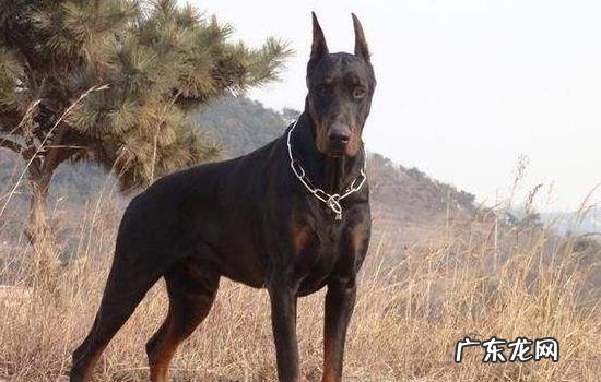 纯种德系杜宾犬价格 杜宾认几个主人
