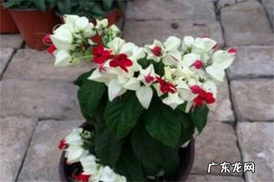 龙吐珠适合放在卧室吗 龙吐珠能放在卧室吗