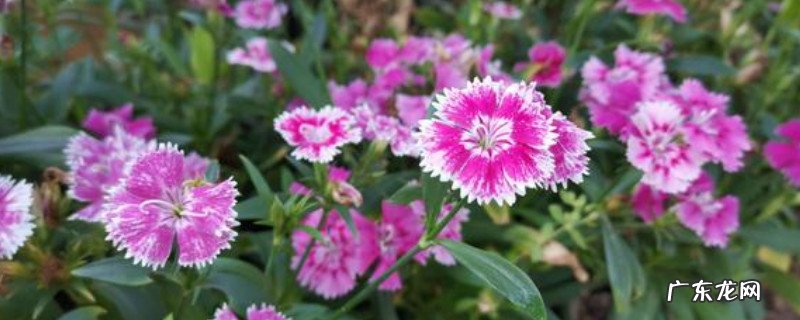 石竹花好养活吗 石竹花可以在室内养吗