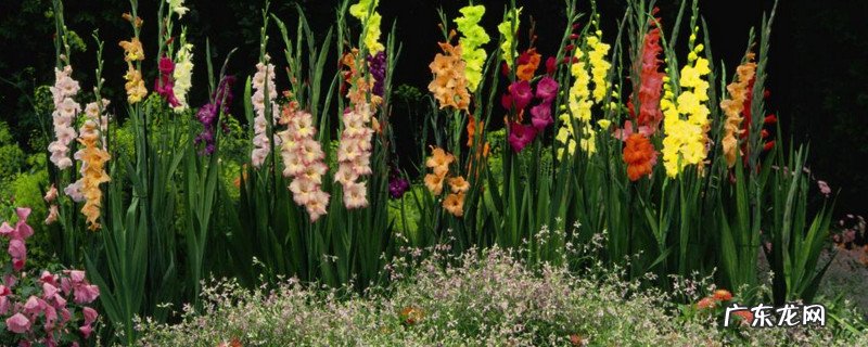 唐菖蒲的养殖方法 唐菖蒲可以盆栽吗