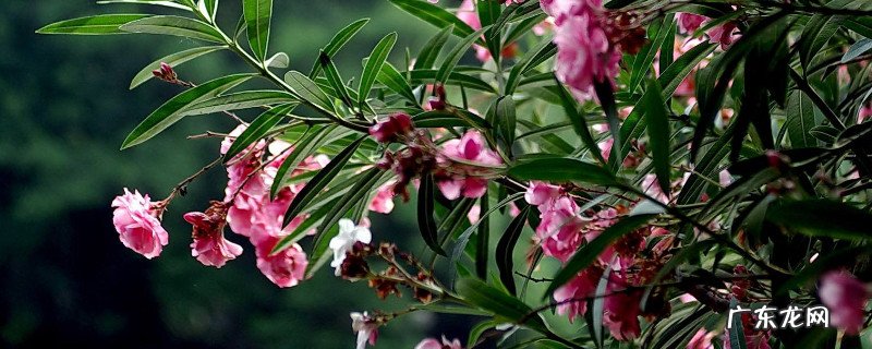 络石花怎么养 花叶络石的养殖方法和注意事项 盆栽