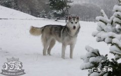 狗群有等级制度吗 狗的阶级制度