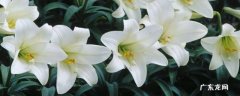 白色百合花的寓意及象征 白百合花的寓意及象征