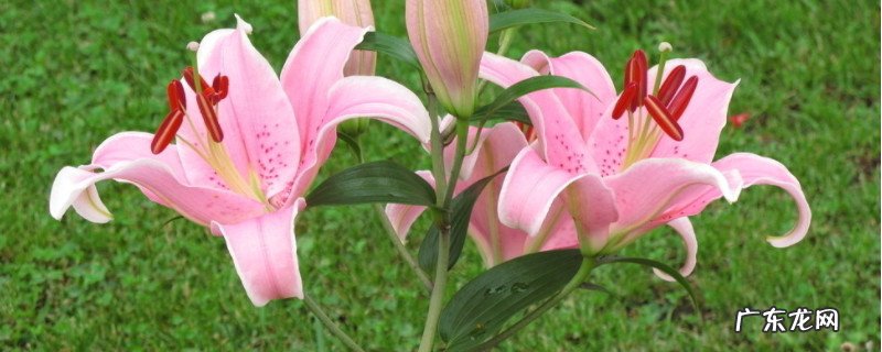 百合花的象征意义是什么用成语 百合花的象征意义是什么