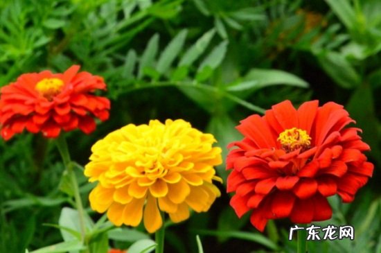 千日菊有什么功效 百日草和金盏菊的区别