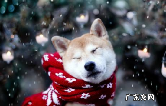 狗能预测地震吗 为什么地震前狗狗会有什么反应