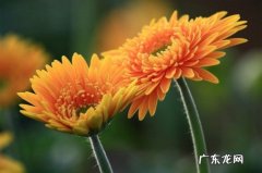 非洲菊种子是什么样子 哪里能买非洲菊种子