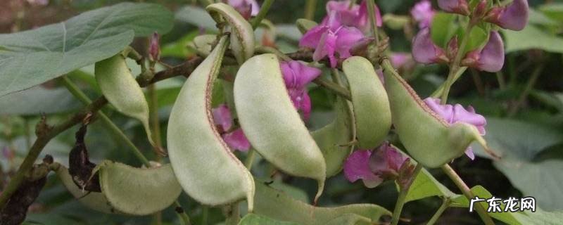 扁豆怎样保存能放的时间长,扁豆怎样保鲜放的时间长