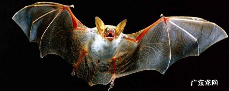 蝙蝠和雷达有什么关系,蝙蝠和雷达有什么关系图片