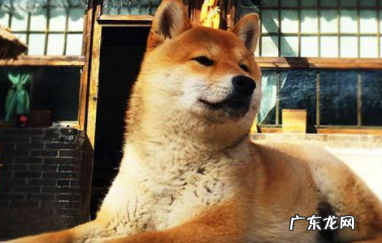 向往的生活中小h是什么品种 小h什么品种