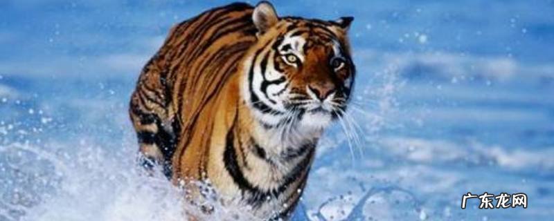 百兽之王是谁,森林之王是谁