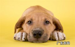 狗狗吐舌头喘气是犬瘟 狗狗一直吐舌头喘粗气